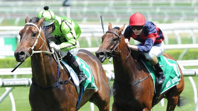 Appoint Percy will make a late push for a spot in the Provincial Championships Final. Picture: Simon Bullard