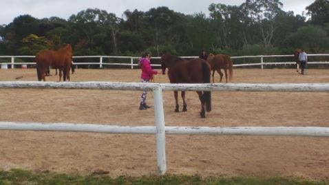 The owner of Pine Grove Stables said they were first made an offer several years ago. Picture: Pine Grove Stables.