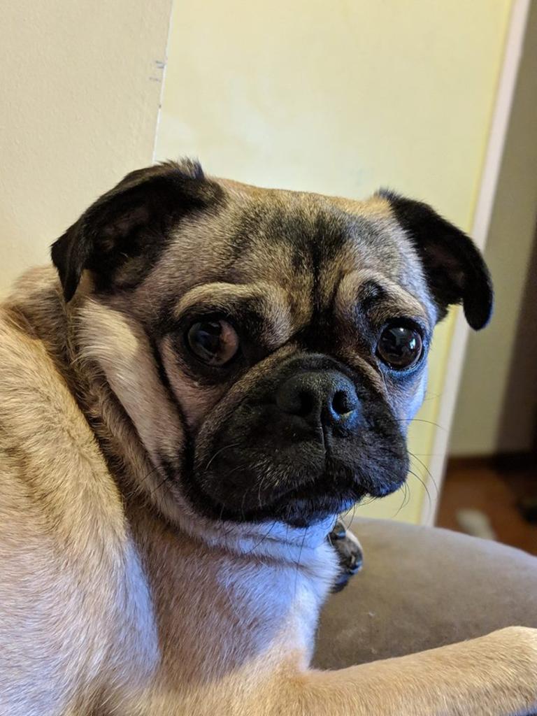 Frank loves ice cream and treats. Photo: Lana Kay 