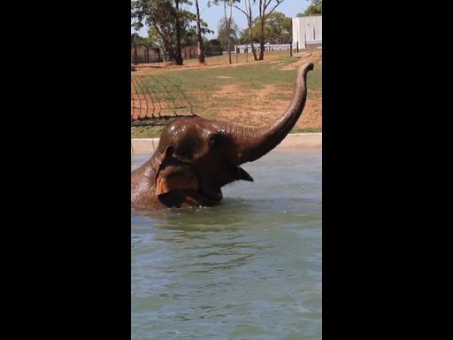 Elephants trumpet arrival in new Victorian home