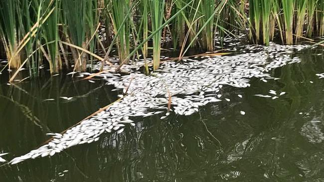 Another batch of fish carcasses was found floating in the weir pool at Menindee, in far-western NSW, yesterday by Graeme McCrabb. Picture: AAP/Graeme McCrabb