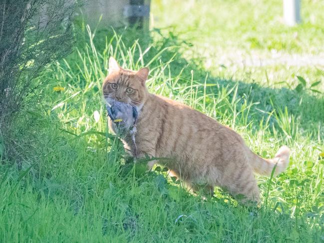 Central Coast Council is investigating bringing in a cat curfew.