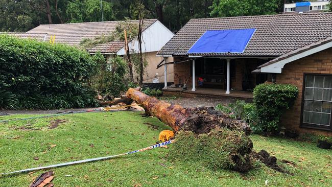 The fallen tree on Dartford Rd, Thornleigh. Picture: Gary Hamilton-Irvine