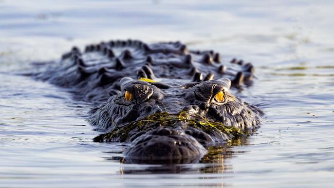 The Queensland government will not introduce a cull, despite the ­growing numbers and that crocs are inhabiting areas close to humanity and suburbia.