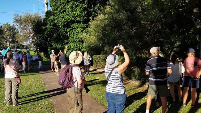 A koala in a tree in Cleveland drew much attention from walkers, even though the land is not mapped koala habitat.