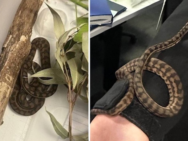 A small python was found down the pants of a woman while she was being arrested over alleged property damage in Melbourne’s northwest. A 34-year-old Essendon woman allegedly damaged a Milton Court property in Heidelberg Heights on February 23. Picture: Victoria Police.