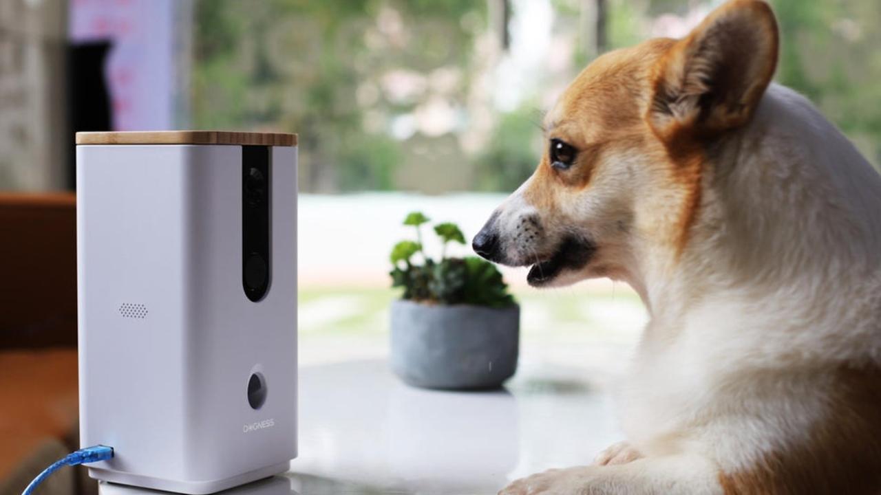 dog monitor that throws treats