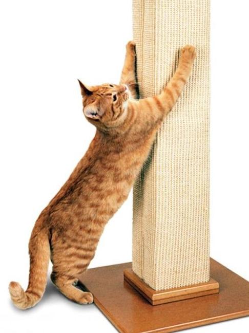 Providing a scratcher can tempt your cats away from the furniture.