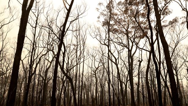 Wollondilly Council is committed to the helping the rebuild of fire-impacted areas. Picture: Jonathan Ng