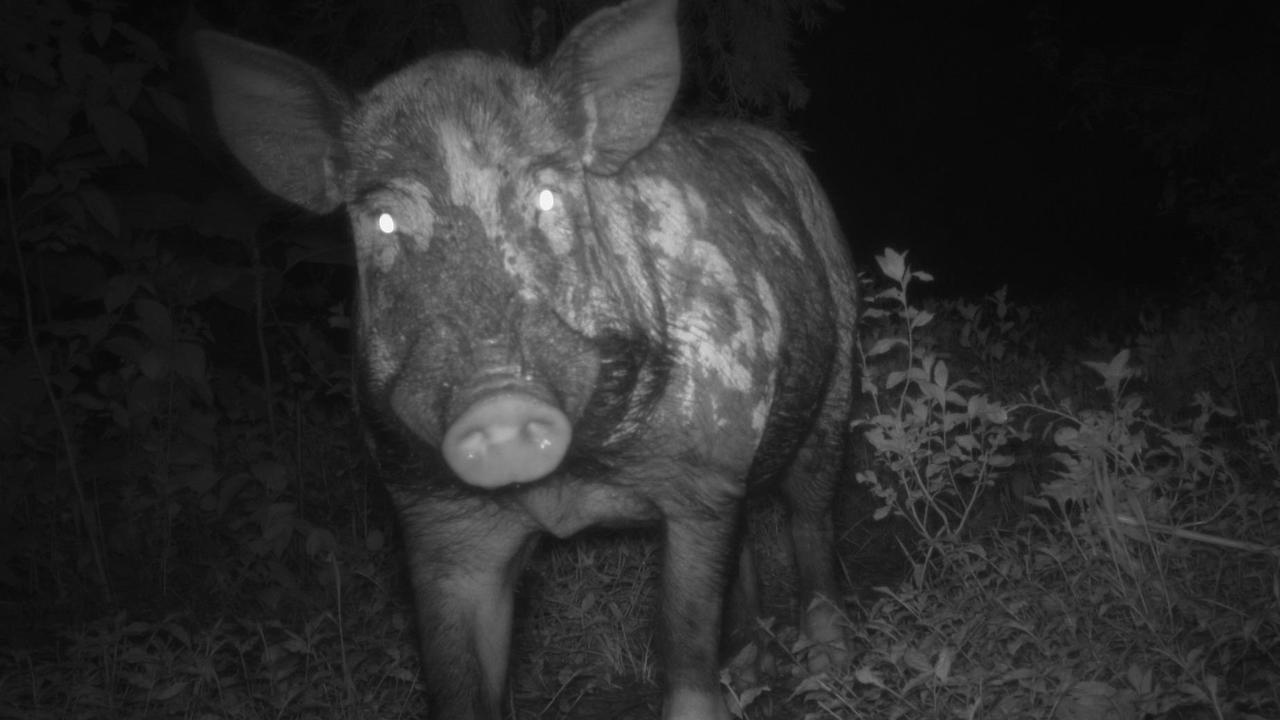 Feral pigs are an ongoing problem for many farmers in the Gympie region. The bounty on their heads will soon be cut, if a plan by the Gympie council is adopted at its last meeting of 2024, on December 18.