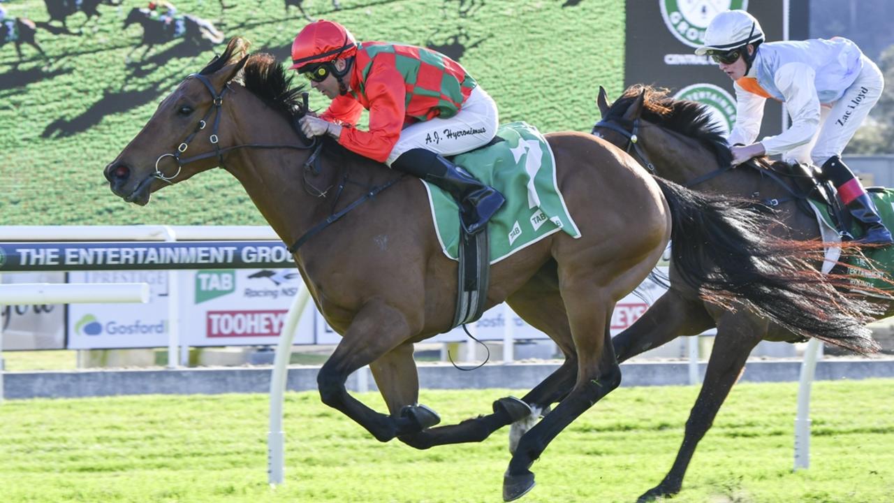 Twigman returns to his former home track for a shot at the Port Macquarie Cup. Picture: Bradley Photos