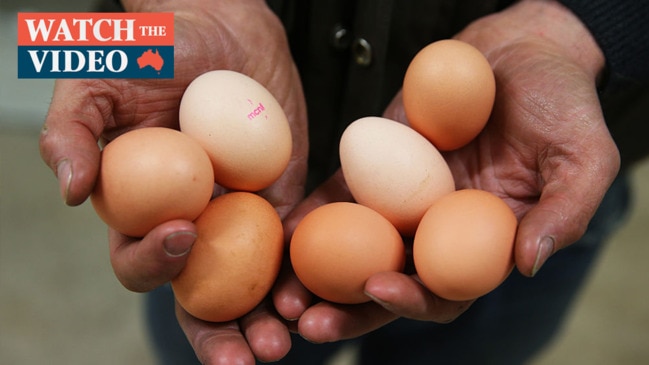 Australian Farmer Finds Giant Egg Three Times Bigger Than Usual