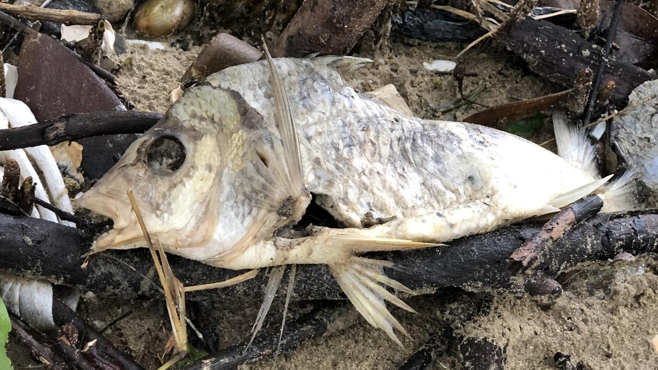 The stench of the dead fish has been reported as strong and pungent along the Rhodes foreshore of the Parramatta River. Picture: Supplied