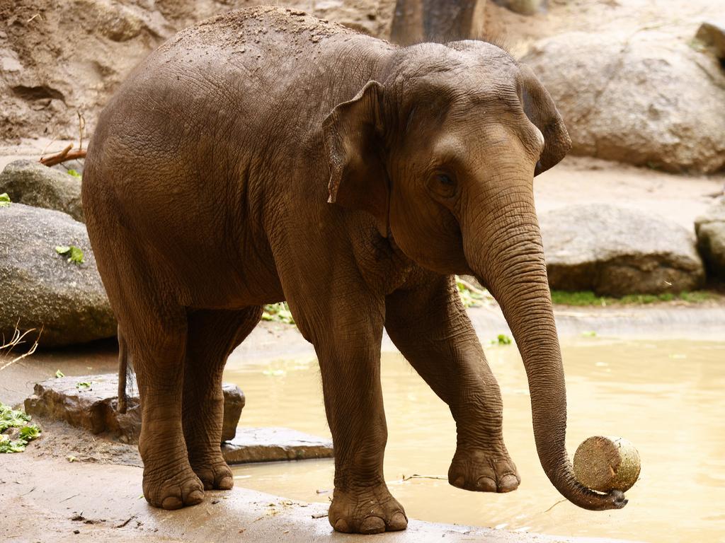 Mali the elephant at Melbourne Zoo. Picture: NCA NewsWire/Daniel Pockett