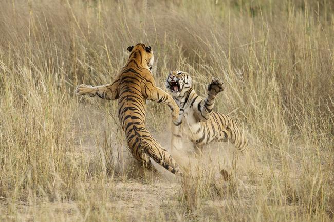 2014 National Geographic Photography Contest ... Honorable Mention Nature Photo: “Muscle Power” This playful fight amongst two young sub adult Tigers was indeed a brilliant life time opportunity that lasted exactly 4-5 seconds. The cubs were sitting in the grass as dusk approached when suddenly one of them sneaked up behind the other and what happened next is captured in this image. Location: Bandhavgarh National Park, Madhya Pradesh, India. Picture: Archna Singh /National Geographic 2014 Photo Contest