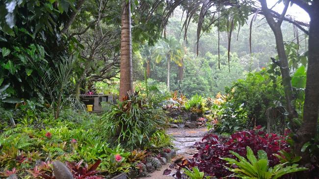 The rich, dark soil of the Lost Gardens encourages a diverse array of plant life.