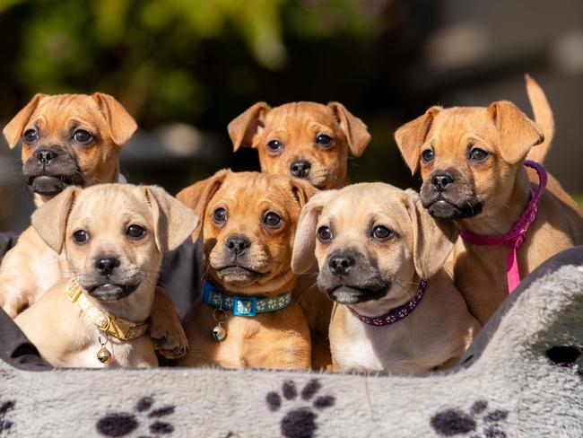 Nine-week-old pups up for adoption at All 4 Paws Dog Rescue. Picture: Jason Edwards