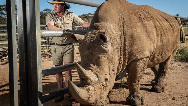 Rhinoceros Ibutho, with senior ungulate keeper Mark Mills in the new quarantine zone. Picture: Brad Fleet