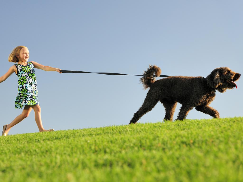 What is the best collar for dogs that pull on the lead? Daily Telegraph