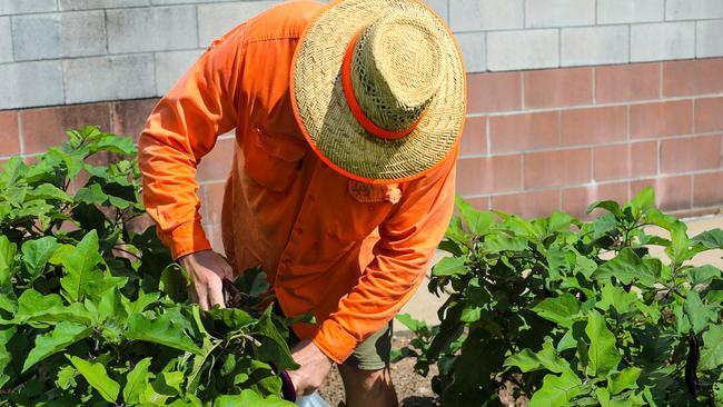 A prisoner gardening at Maryborough Correctional Cente.