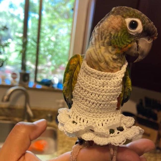 A photo Hearne posted to social media of her bird dressed up. Picture: Facebook