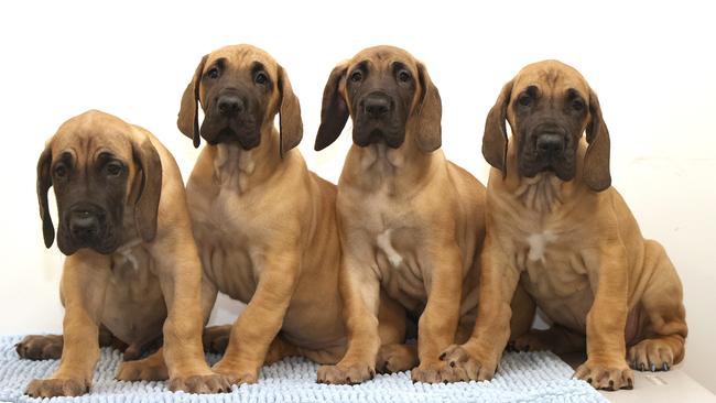 Great dane puppies during a check up at Bellarine Veterinary Practice. Picture: Alison Wynd