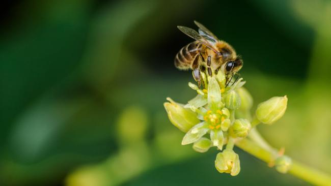 A bee pollinating an avocado flower