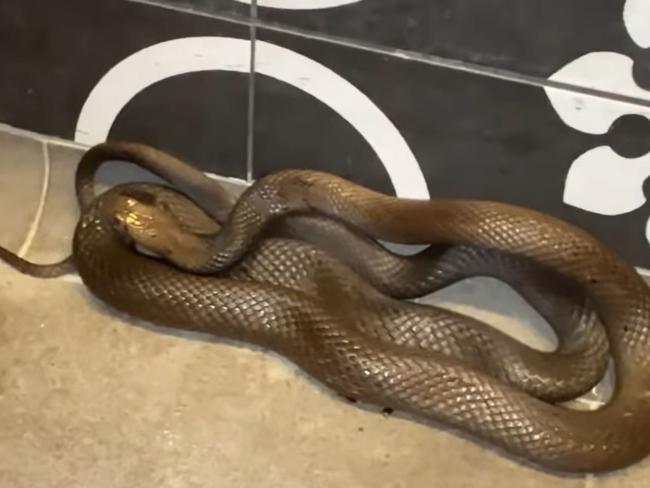 A huge venomous dugite has been pulled out of an Indian restaurant inside Perth's DFO shopping centre. Picture: Facebook