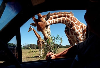 Out of Africa ... Werribee Open Range Zoo offers visitors the chance to stay the night in tented accommodation for a 'Slumber Safari'