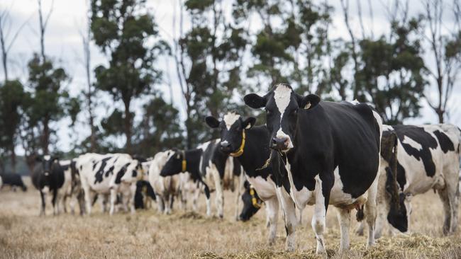 Big herd: The farms for sale milk a combined 5000 cows. Picture: File