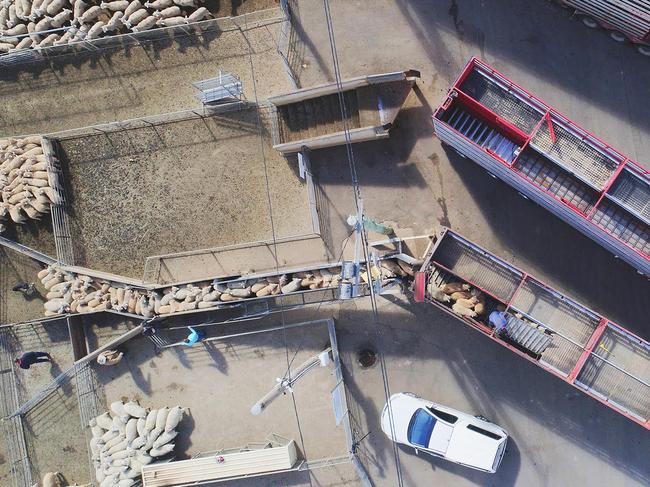 Dubbo Livestock saleyard facility. Photo: Supplied.