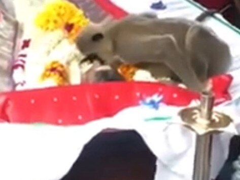 This is the heart-breaking moment a grief-stricken monkey gave his human friend a final kiss at his funeral. Peetambaram Rajan, 56, had reportedly died last Monday after contracting a sudden illness at his forest-side home in Batticaloa, Sri Lanka, The Sun reports.