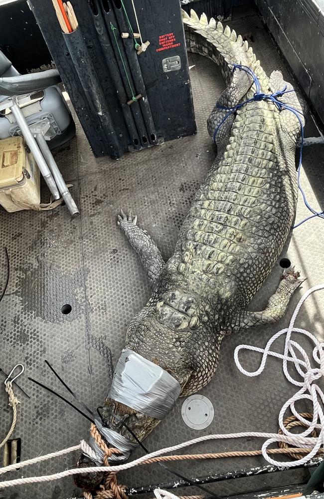 There were 277 saltwater crocs caught in the Top End in 2022. Picture: Supplied