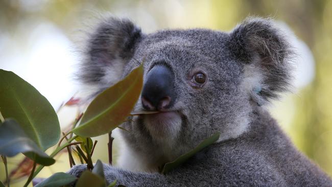 The koala population across the North Coast was devastated by bushfires last year and there has been a concerted effort for years to create the Great Koala National Park. (Photo by Lisa Maree Williams/Getty Images)