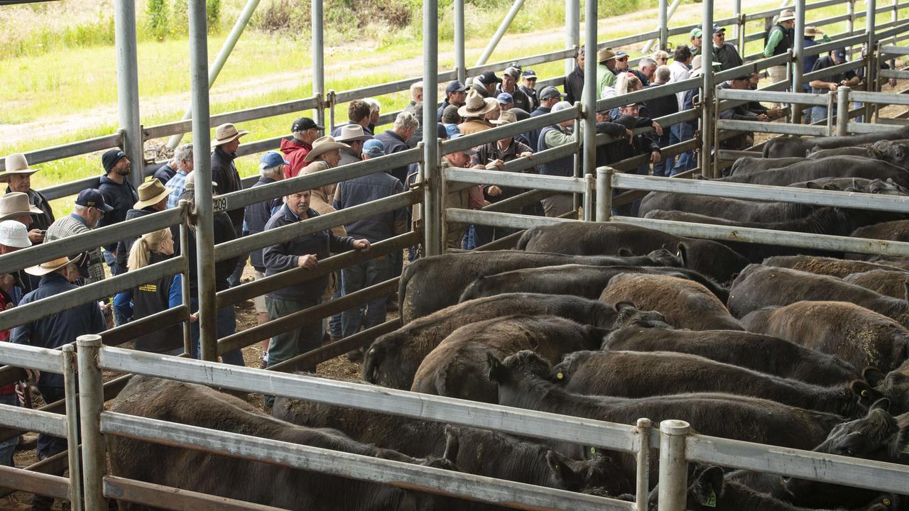 Store cattle sales stall