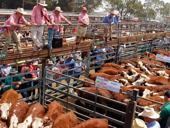 Elders sold the lead run of heavy EU Hereford steers to a top of 326c/kg at Hamilton on Tuesday last week.Hamilton weaner sale 2020