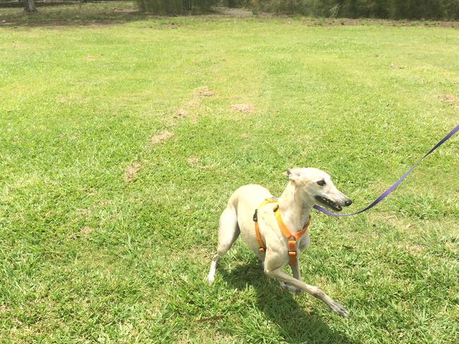 Gracey greyhound enjoys a run at Eddie Kornhauser Recreational Reserve at Tallebudgera at the off-leash dog island. Picture: Amanda Robbemond