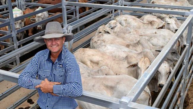 GENEROUS DONATION: Burnett Livestock & Realty's Lance Whitaker in front of the pen of Braham cows donated Brett Kirk and family, Hazelton Pastoral Co, Gayndah to the QCWA Public Rural Crisis Fund and are to be auctioned off at today's Biggenden sale. Picture: Erica Murree