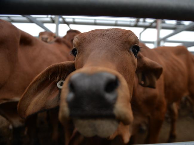 At the Landmark Sarina Cattle sales nearly a thousand heads of cattle were auctioned off to farmers.  cow, cattle, generic