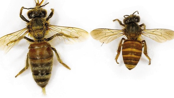 European honey bee (left) and Asian honey bee (right).