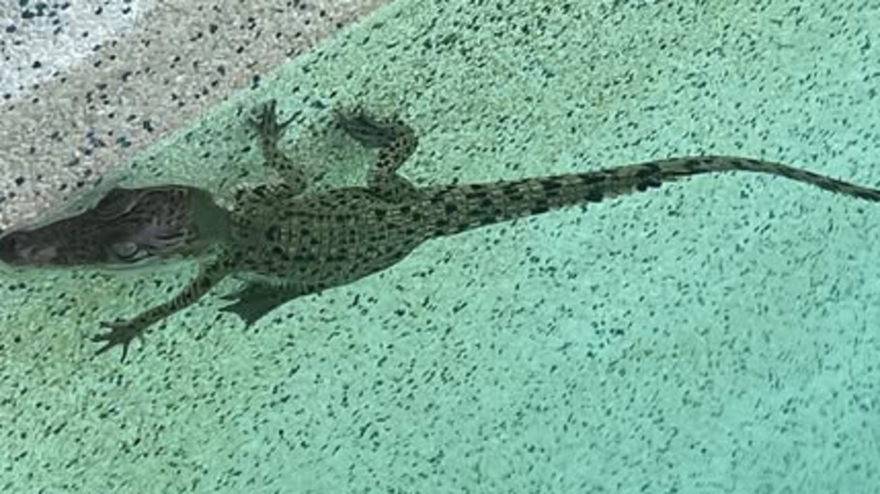 Crocs in swimming pool surprise