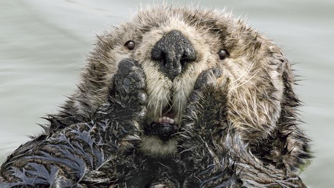 Photographer Harry Walker’s entry, titled Oh My! It received two awards, the Olympus Creatures Under The Water Award and Affinity Photo People's Choice Award. Picture: Harry Walker