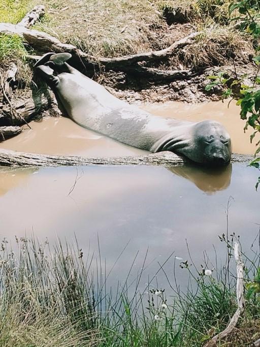 Neil the Seal in Tasmania in 2024. Picture: TikTok