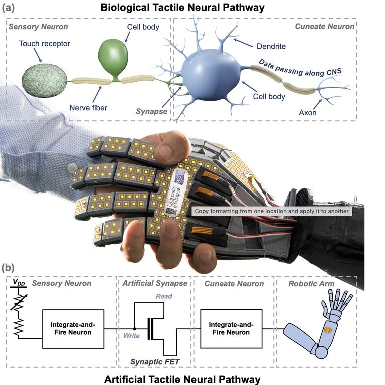 A spectrum of spikes allows this novel electronic skin to sense touch like  we do