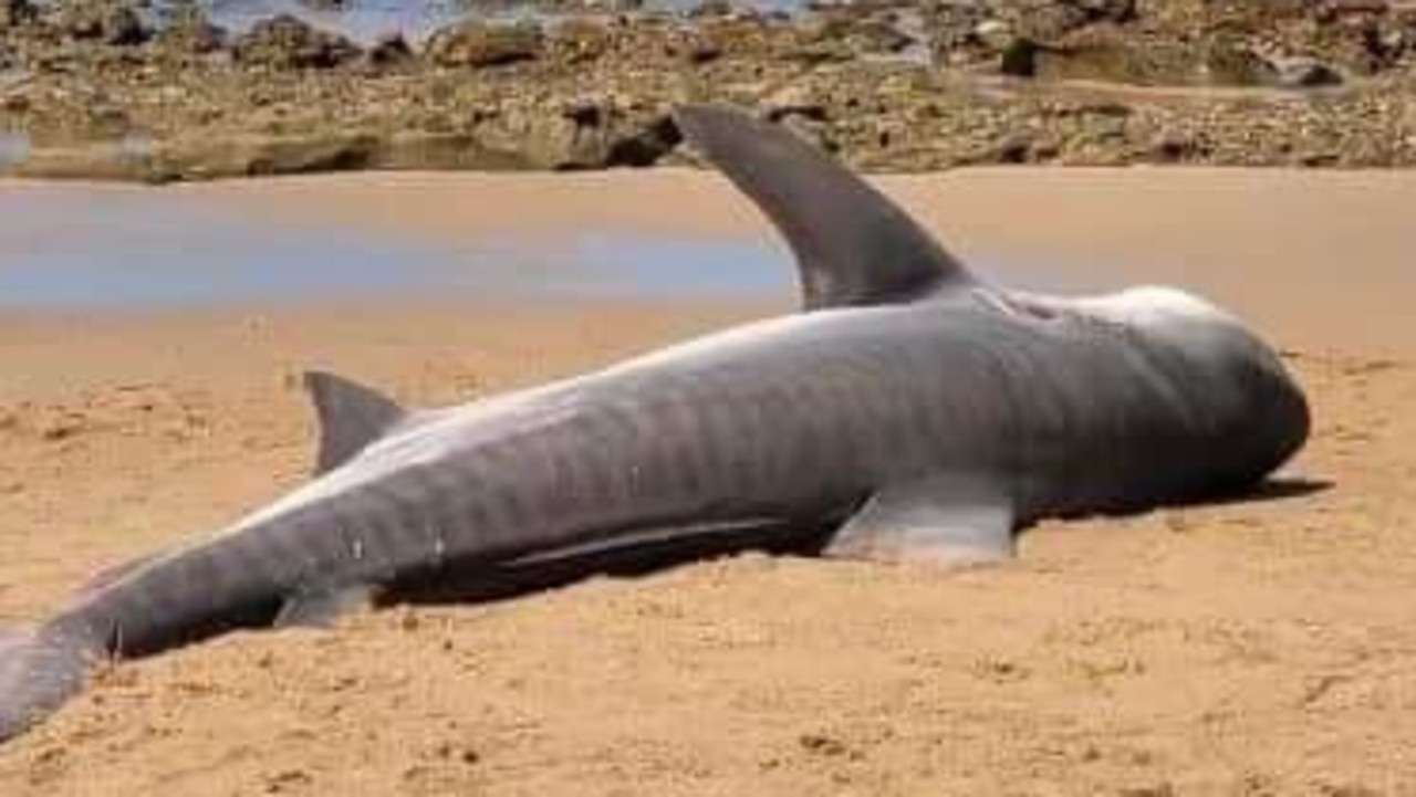 Shark alert as tiger washes up on Qld beach