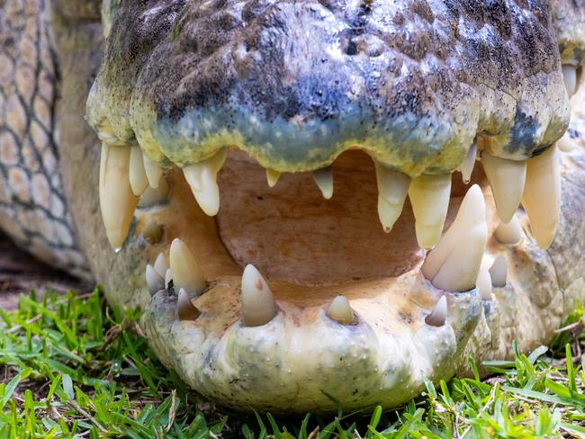 Embargoed for Wednesday 10 April 2024. During a health check and dental exam with our 4.75m, half-tonne saltwater crocodile Elvis, zookeeper Billy Collett was hit in the head with a heavy wooden jaw chock as the giant crocodile thrashed beneath him. Acting fast, Billy was able to get the team to safety and was eventually able to complete the health check, resulting in the extraction of one troublesome tooth. Must Credit Caitlin Vine/ The Australian Reptile Park