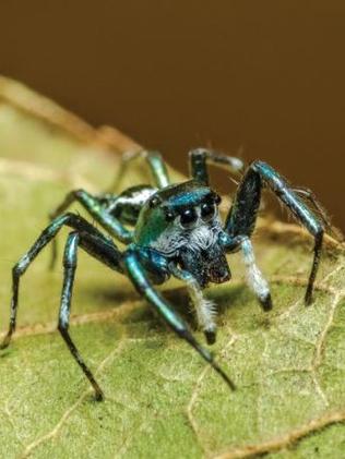australia ain't eva seeing me #fypシ #spiderseason #arachnophobia #spid, biggest spider
