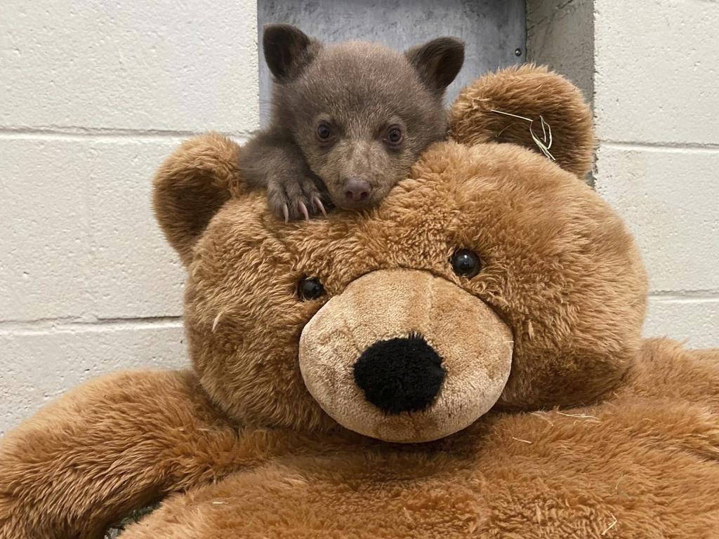 In this photo provided by San Diego Humane Society, a bear cub, which was found alone in Los Padres National Forest, lays on top of a teddy bear at the San Diego Human Society Ramona Wildlife Center on Wednesday, April 23, 2025, in Ramona, Calif. (San Diego Humane Society via AP)
