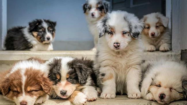 There can be multiple fathers in a litter of pups. Picture: Jametlene Reskp