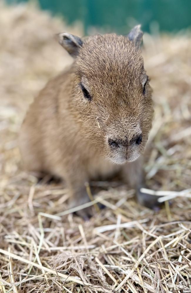 Wing's Wildlife Park introduces Capybara quadruplets born on February 5, 2025. Picture: Wing's Wildlife Park.